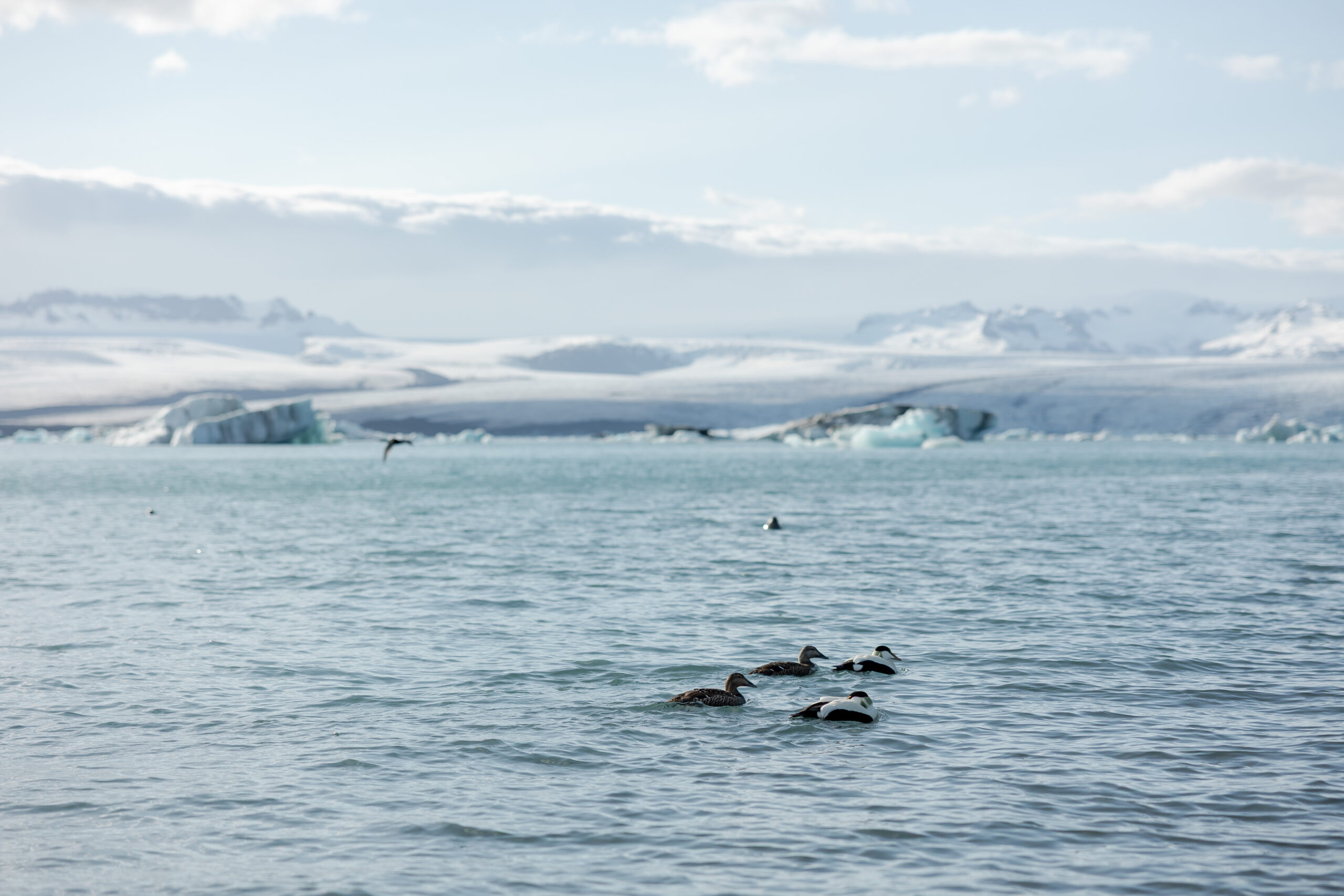 Jökulsárlón-Boat-Ride-Glacier-Hike-arctic-adventures-iceland