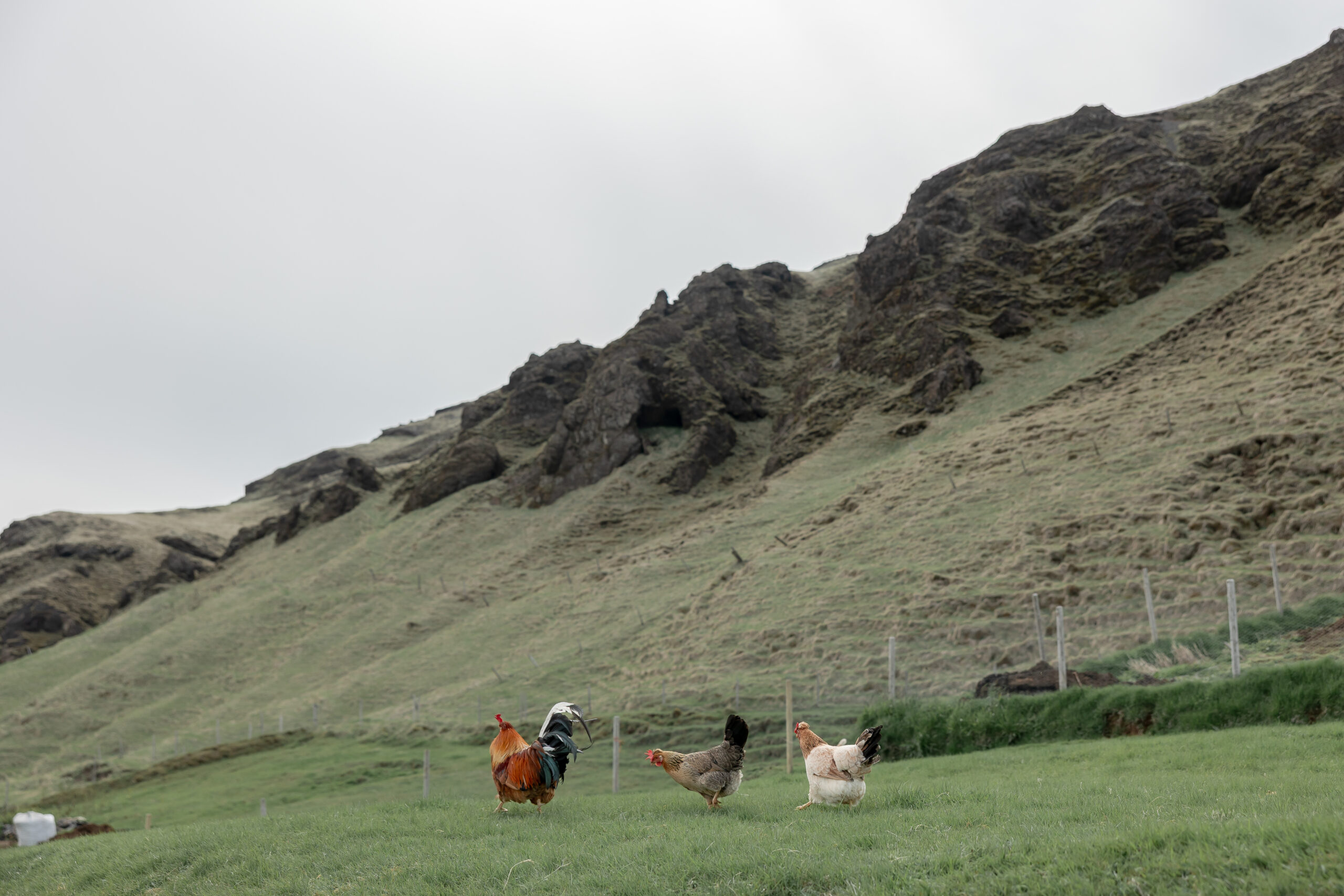icelandic-farm