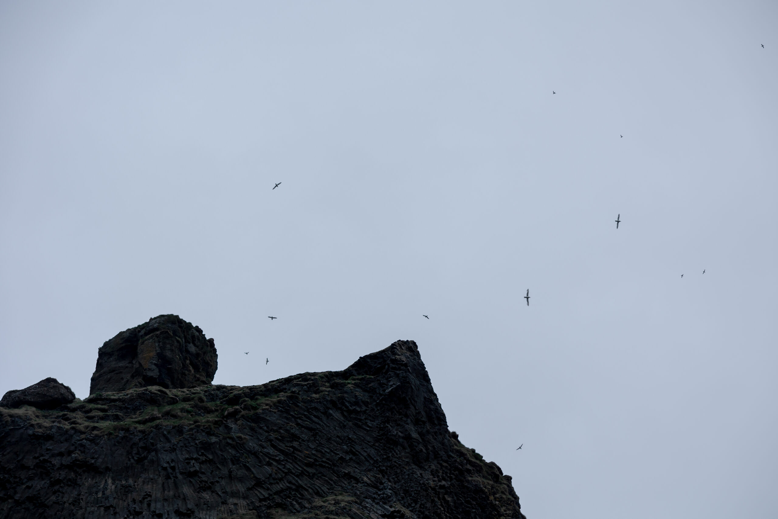 Reynisfjara-Beach-puffins